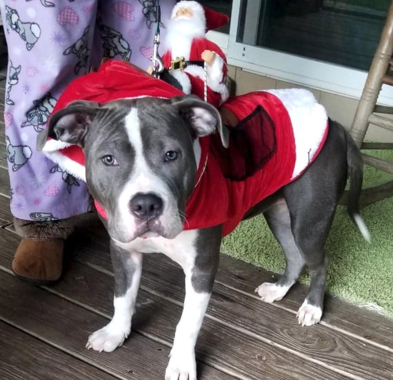 Santa Dog Costume