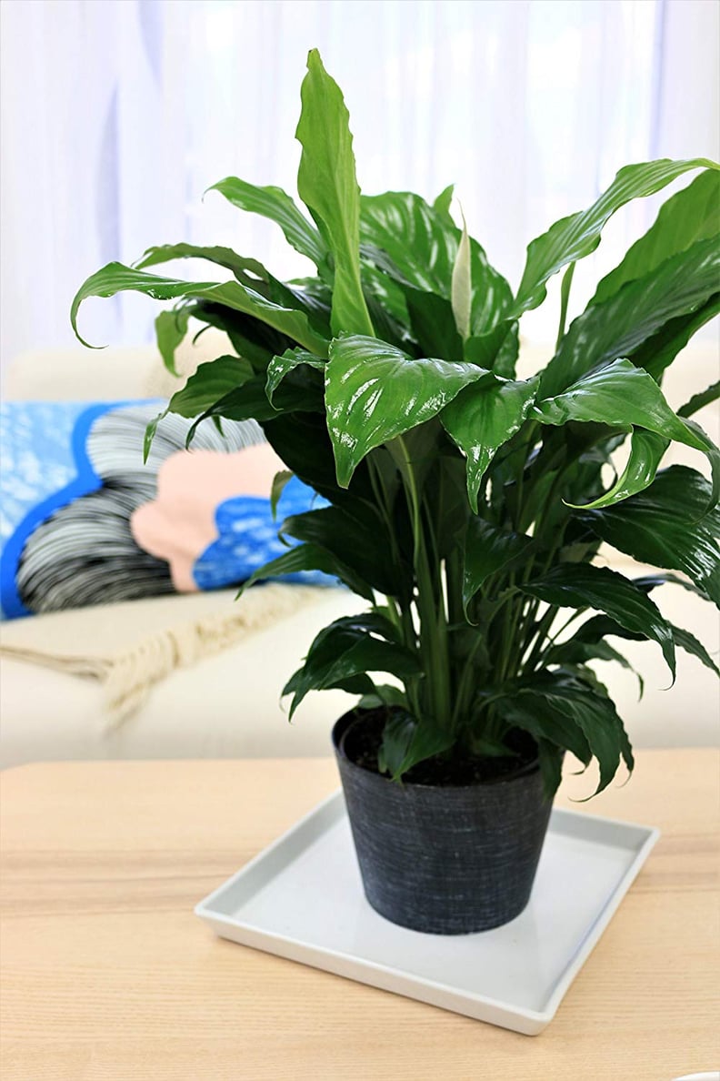 Peace Lily