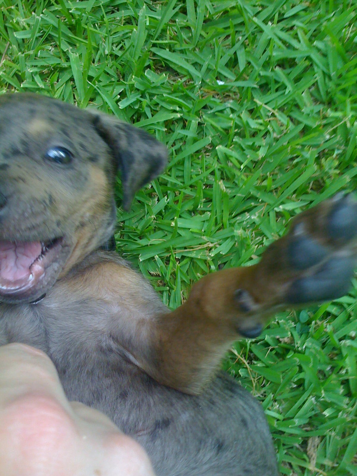 Pet Pic of the Day Do You Know What Kind of Dog Dante Is? POPSUGAR Pets