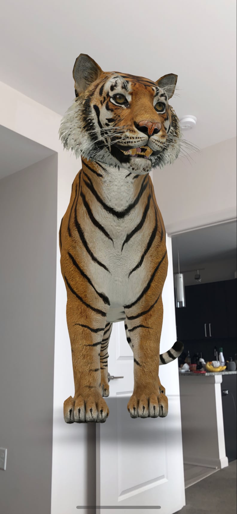 Tiger 3d Tutorial  Live Animals in Your Home Space 