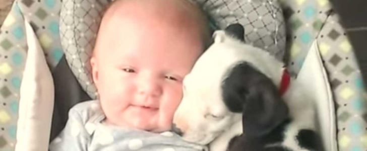 Video of Baby Girl and Pitbull Puppy Cuddling Together