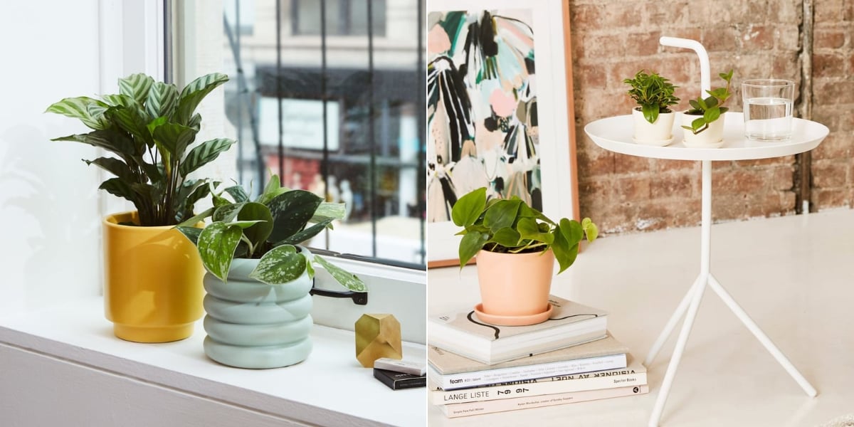 Best Indoor Plants For Dorms POPSUGAR Home