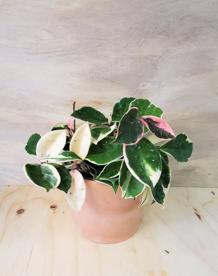 Rare Hoya Tricolor Best Indoor Plants For Bedrooms POPSUGAR Home UK