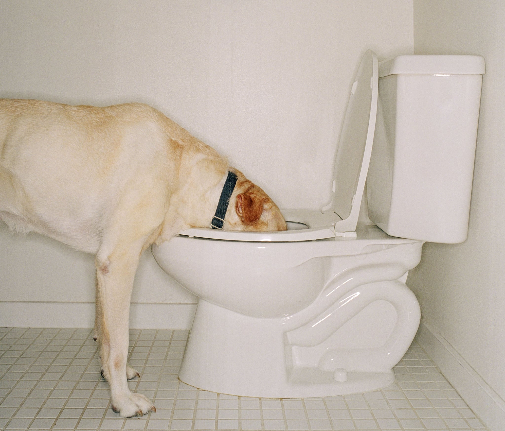 why is my dog drinking toilet water