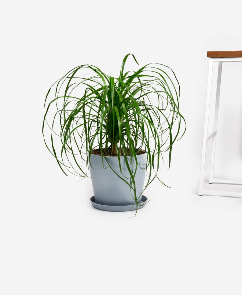 Potted Ponytail Palm Indoor Plant