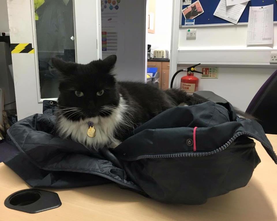 Train Station Cat