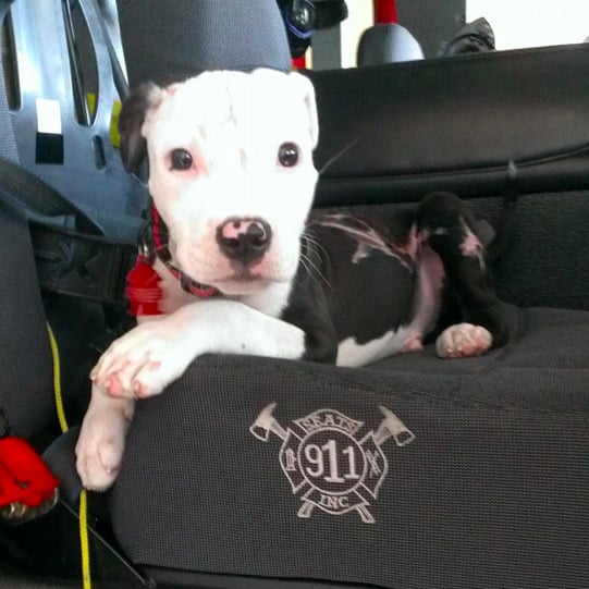 Dog Rescued by Firefighter Joins Fire Department