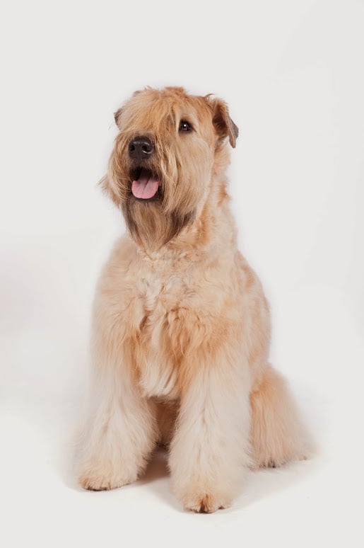 Soft Coated Wheaten Terrier