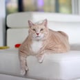 This Is Bronson the Cat — He’s Nearly 30 Pounds, Has Thumbs, and Is About to Be Your New Obsession