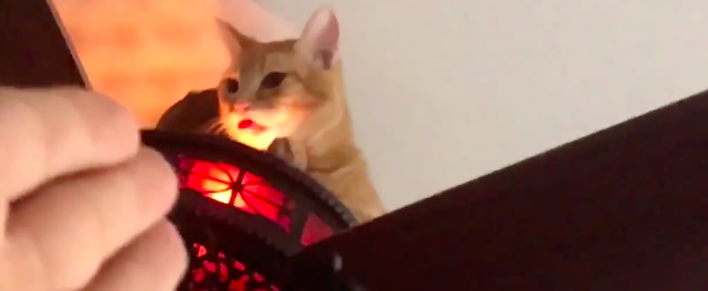 Video of Owner Finding Cat Sitting on Ceiling Fan