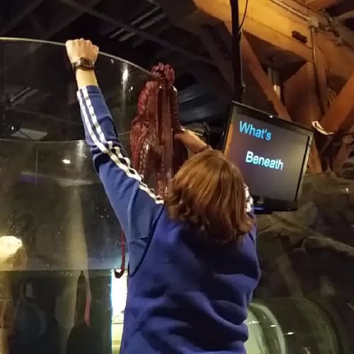 Octopus Trying to Escape the Seattle Aquarium