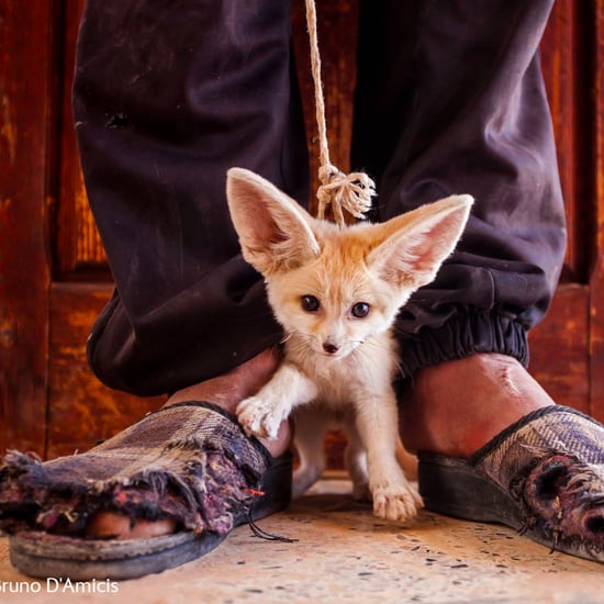 Wildlife Photography of the Year 2014