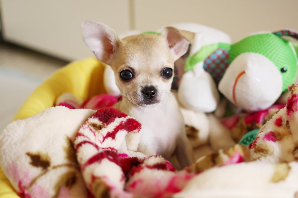 Cute Chihuahua Pictures