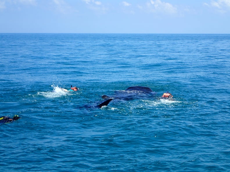 Swim with the world's largest fish.