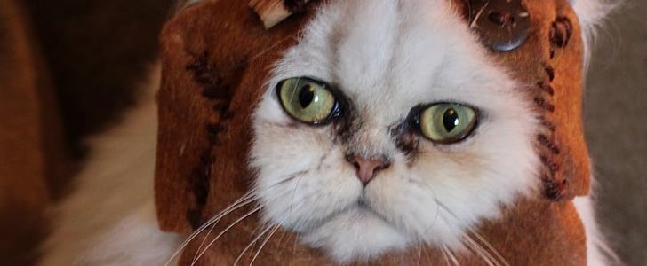 National Cat Day Geek Pictures