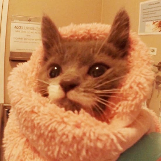 Humane Society's Kitten Nursery Video