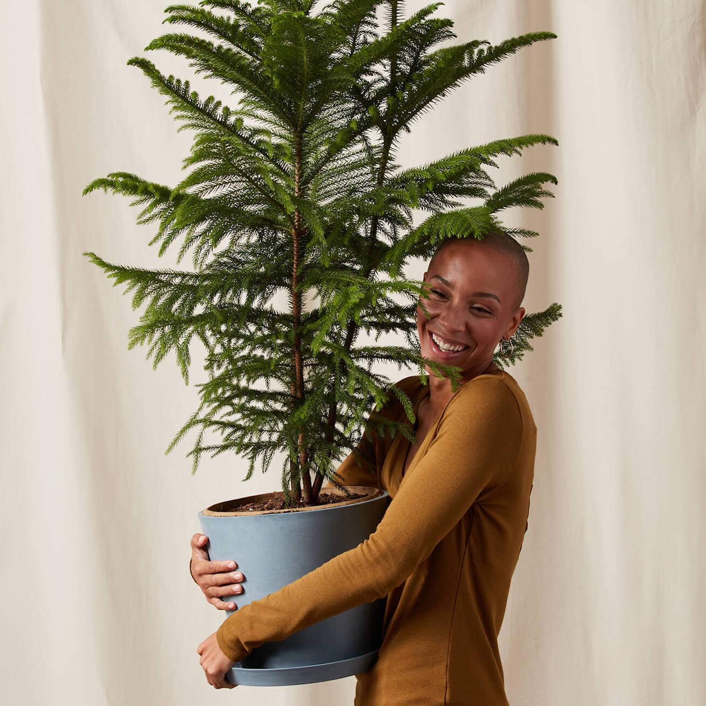 Potted online pine trees