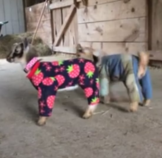 Baby Goats in Pajamas