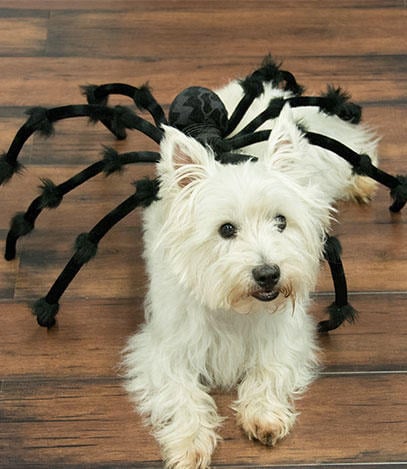 Spider Dog, Spider Dog