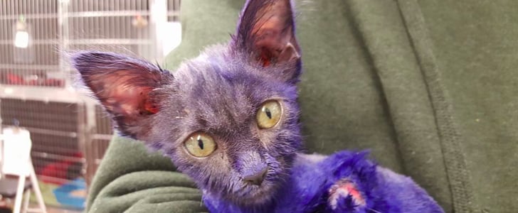 Cat Dyed Blue and Used as Chew Toy