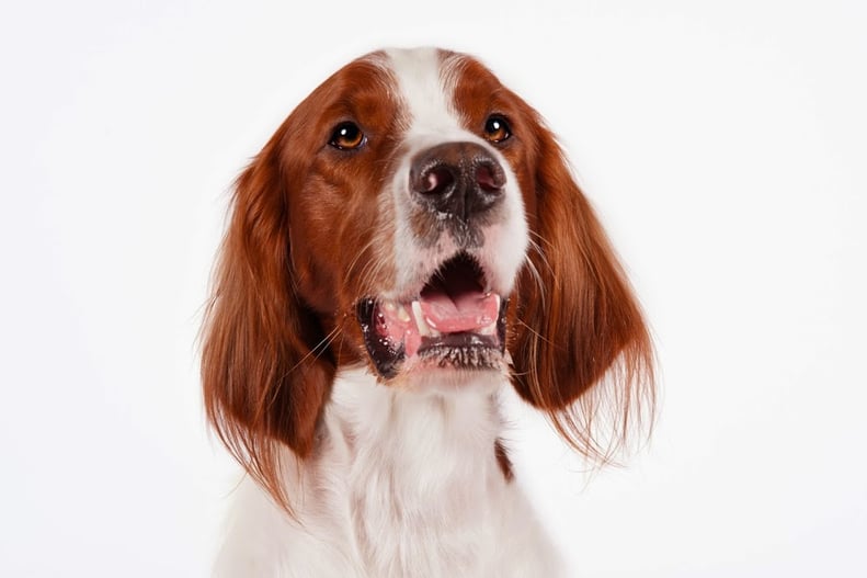 Irish Red and White Setter