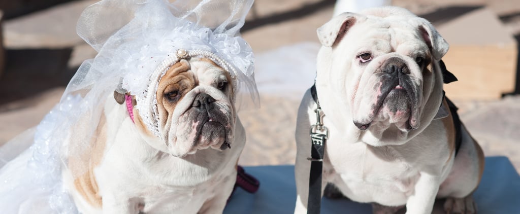 The Dog Wedding Movie Contest