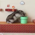 This Tiny Hamster Going Through a Super Mario Bros. Obstacle Is the Cutest Thing You'll See