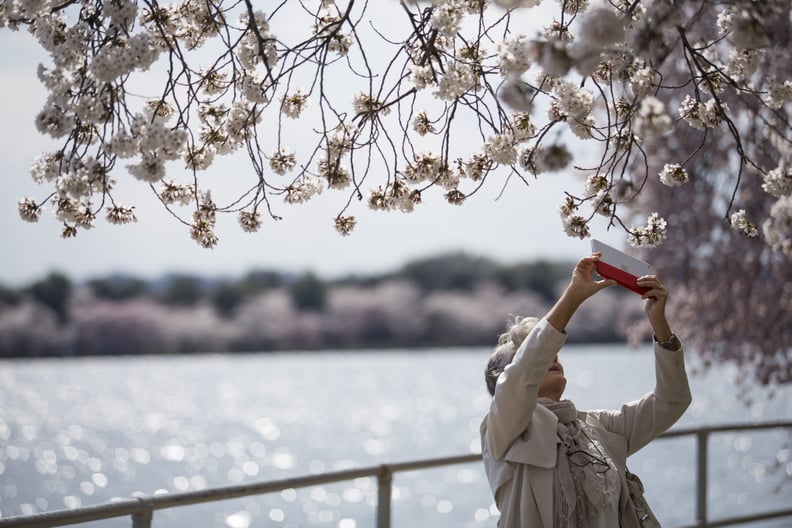 Cherry Trees