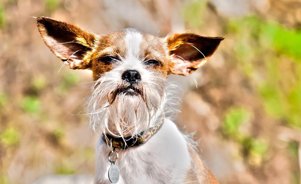 Photo Doggies For Anthony Facebook Movement