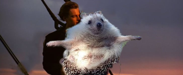 Biddy the Hedgehog Photoshop Pictures