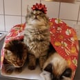 These Cats Got Wrapped Up For Christmas, and I'm Officially in the Holiday Spirit