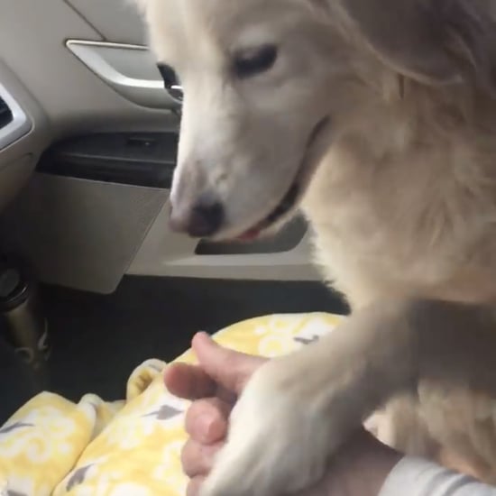 Dog Holds Hands With Foster Mom After Owner Died