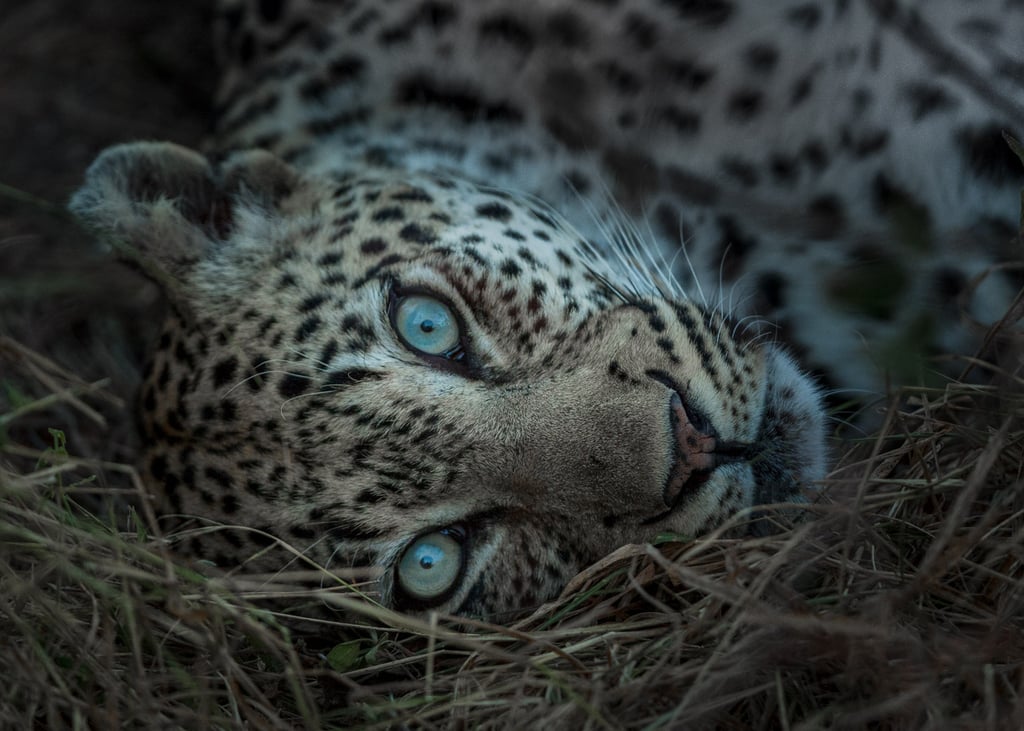 Timbavati, South Africa