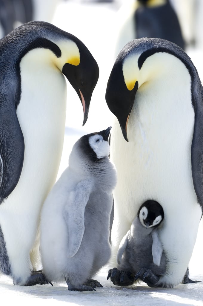 March of the Penguins 2 Photos and Details | POPSUGAR News Photo 5