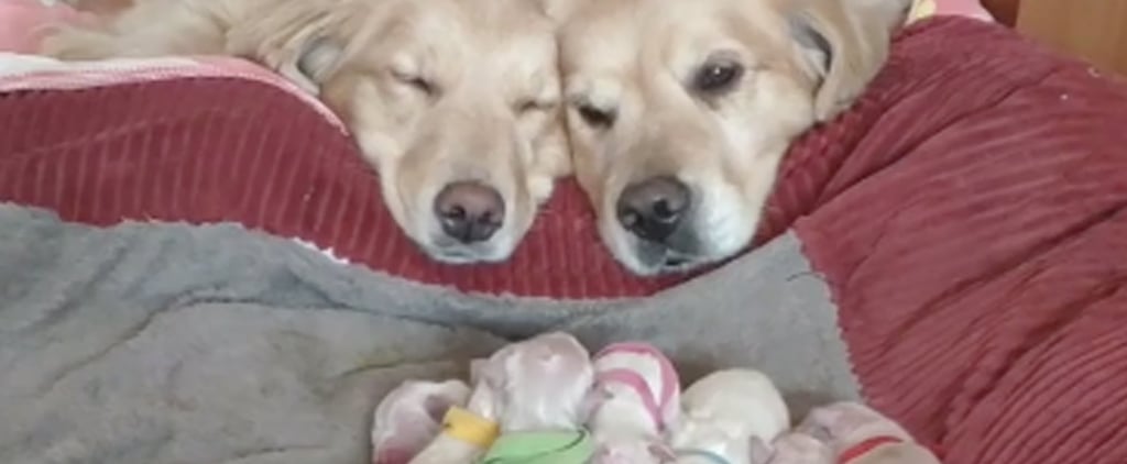 These Videos of Golden Retrievers With Their Newborn Puppies Are So Cute It Hurts
