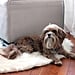 Rules For Dog Owners With Roommates
