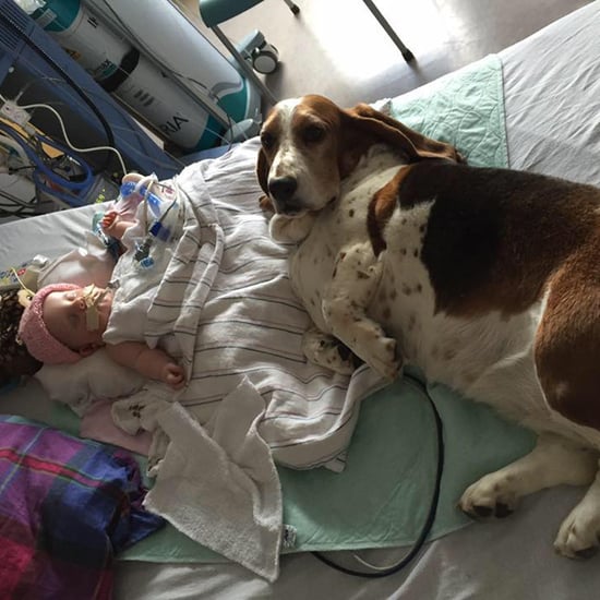 Basset Hounds Stay by Dying Baby's Side
