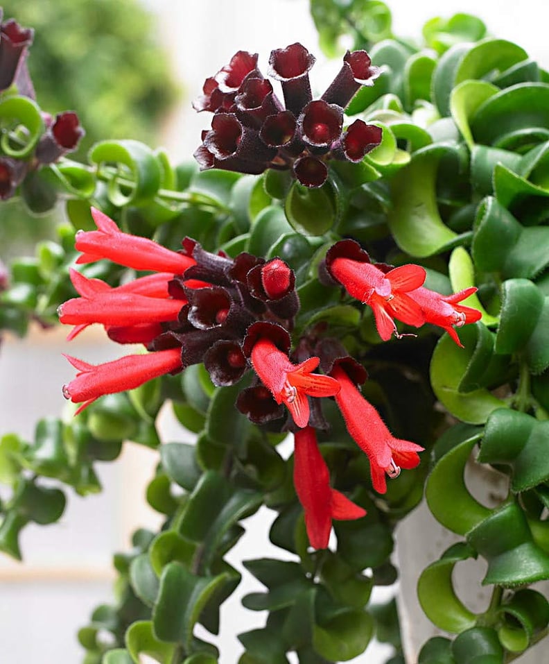 Curly Lipstick Plant