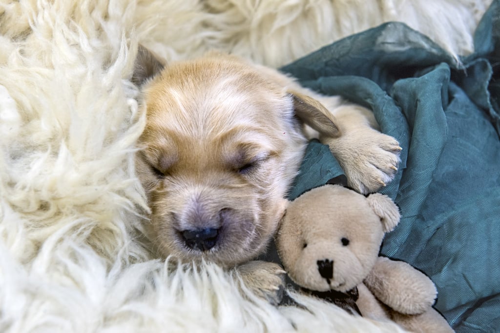Everything You Need to Buy For a New Puppy
