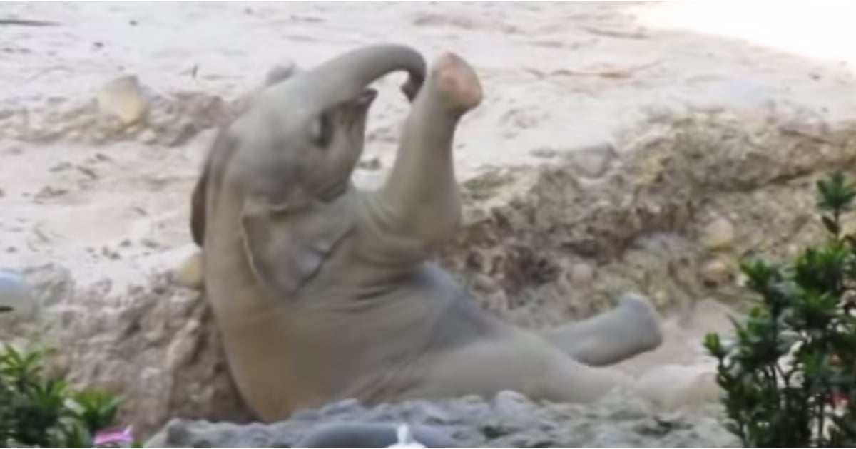 Baby Elephant Falling Down POPSUGAR Pets