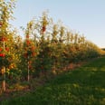 Celebrate Fall With an Apple-Picking Day Trip at These Michigan Orchards