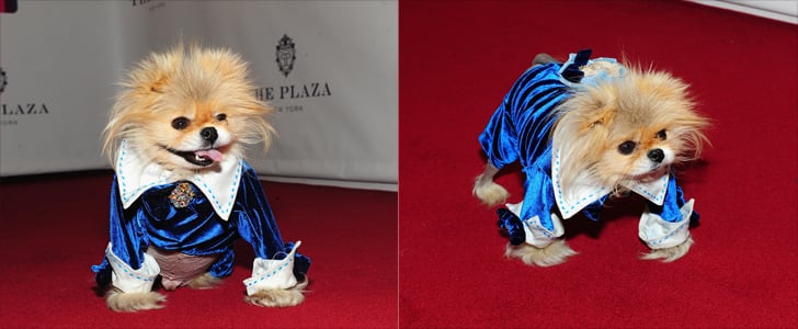 Lisa Vanderpump's Dog Giggy on Red Carpet