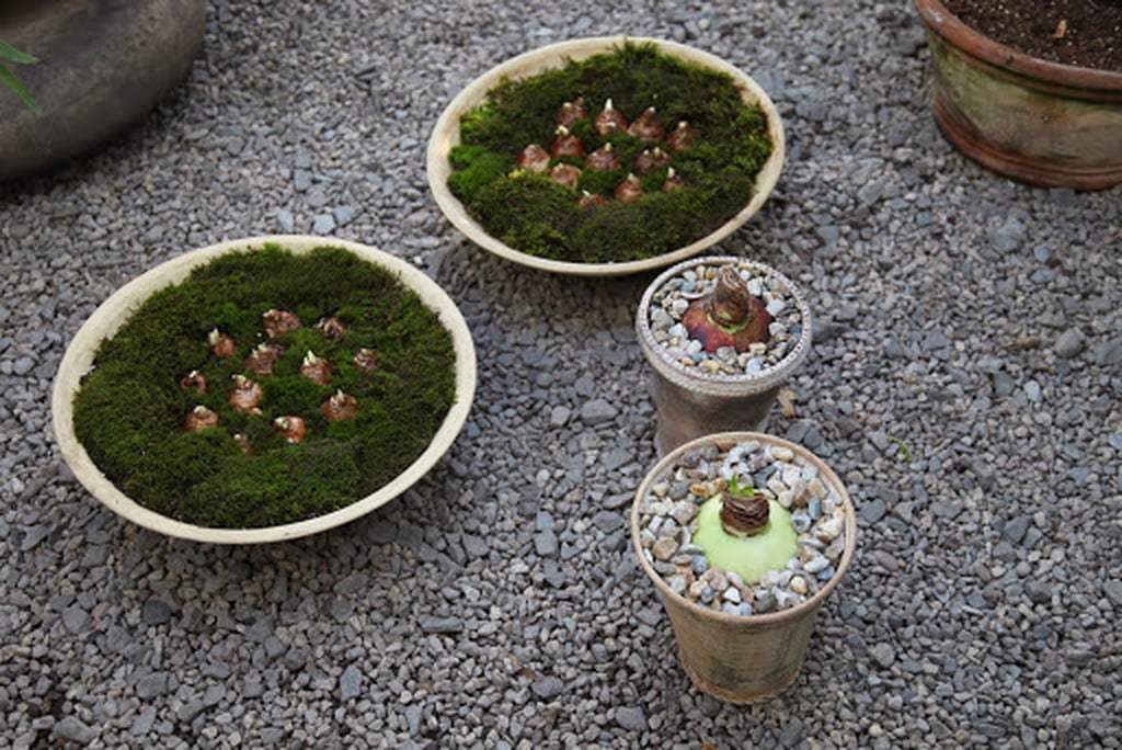 How to Force Flower Bulbs POPSUGAR Home