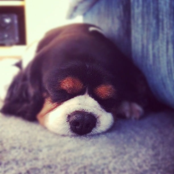 Serious Snooze