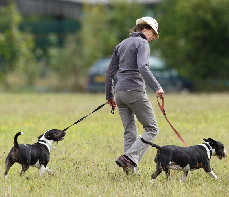 Princess Anne With Her English Bull Terriers