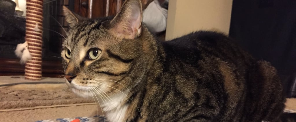 Cat Has Jaw Surgery to Remove Tumor