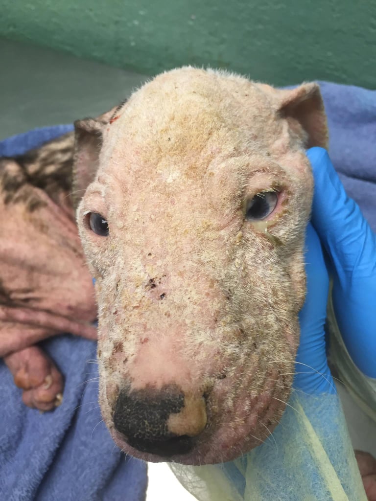 Abandoned Pit Bull Puppies Cuddling at Vet