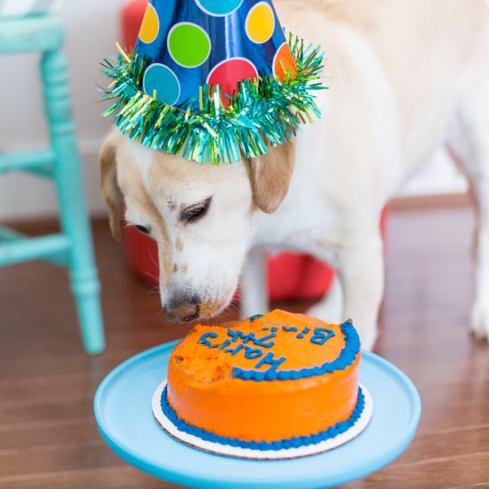 How to Throw a Birthday Party For Your Dog