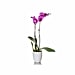 Houseplants on Amazon Prime