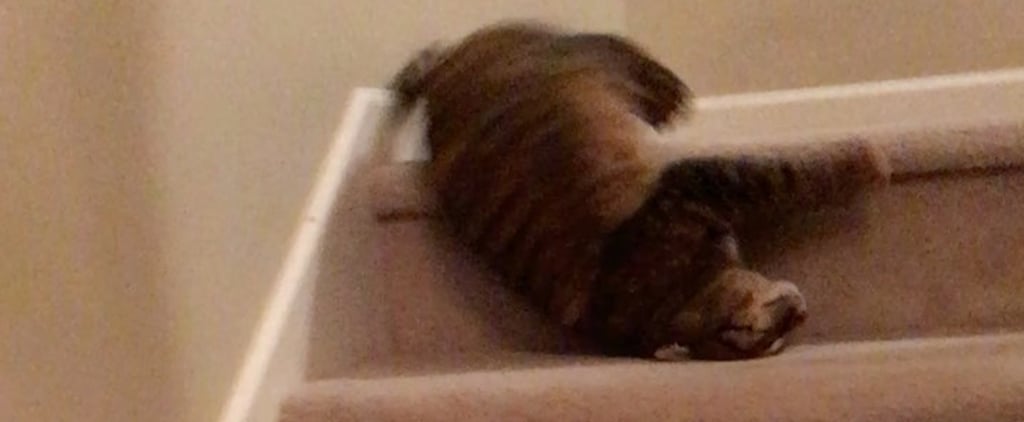 Videos of Cat Rolling and Tumbling Down Stairs